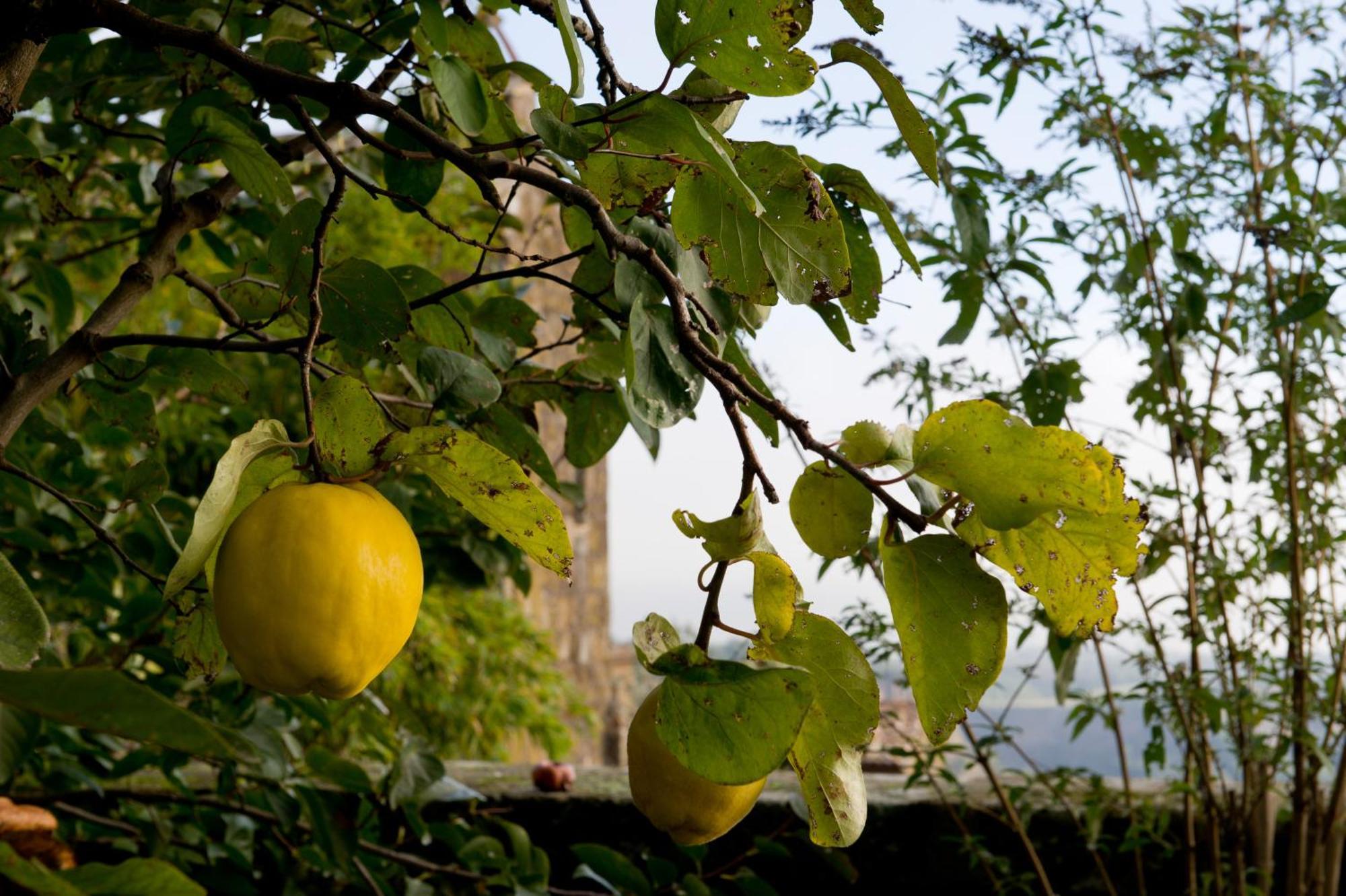 Palazzo Contino Apartment Bagnoregio Exterior photo